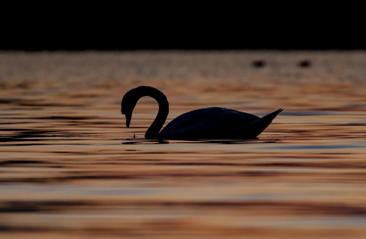 黑天鹅事件与应对策略：投资新手也能懂