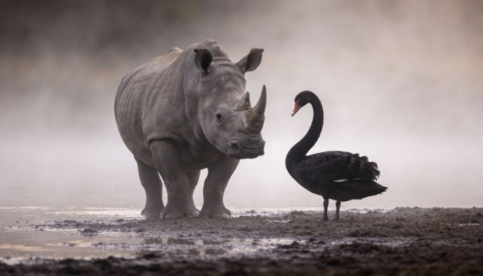 金融圈常说的「黑天鹅」与「灰犀牛」有什么不同？会怎样影响你的投资？